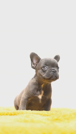 Solid Lilac Female Carrying Fluffy in London
