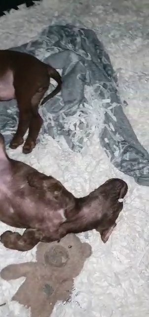 ADANTE BANDOG PUPPY in Derby
