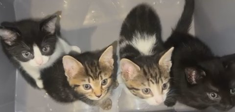 Fluffy Kitten For Sale in Birmingham