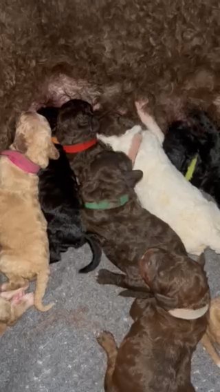 Cockapoo £900 Each Male & Female Available in Kingston upon Hull