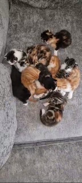 WONDERFUL KITTENS FOR SALE in London