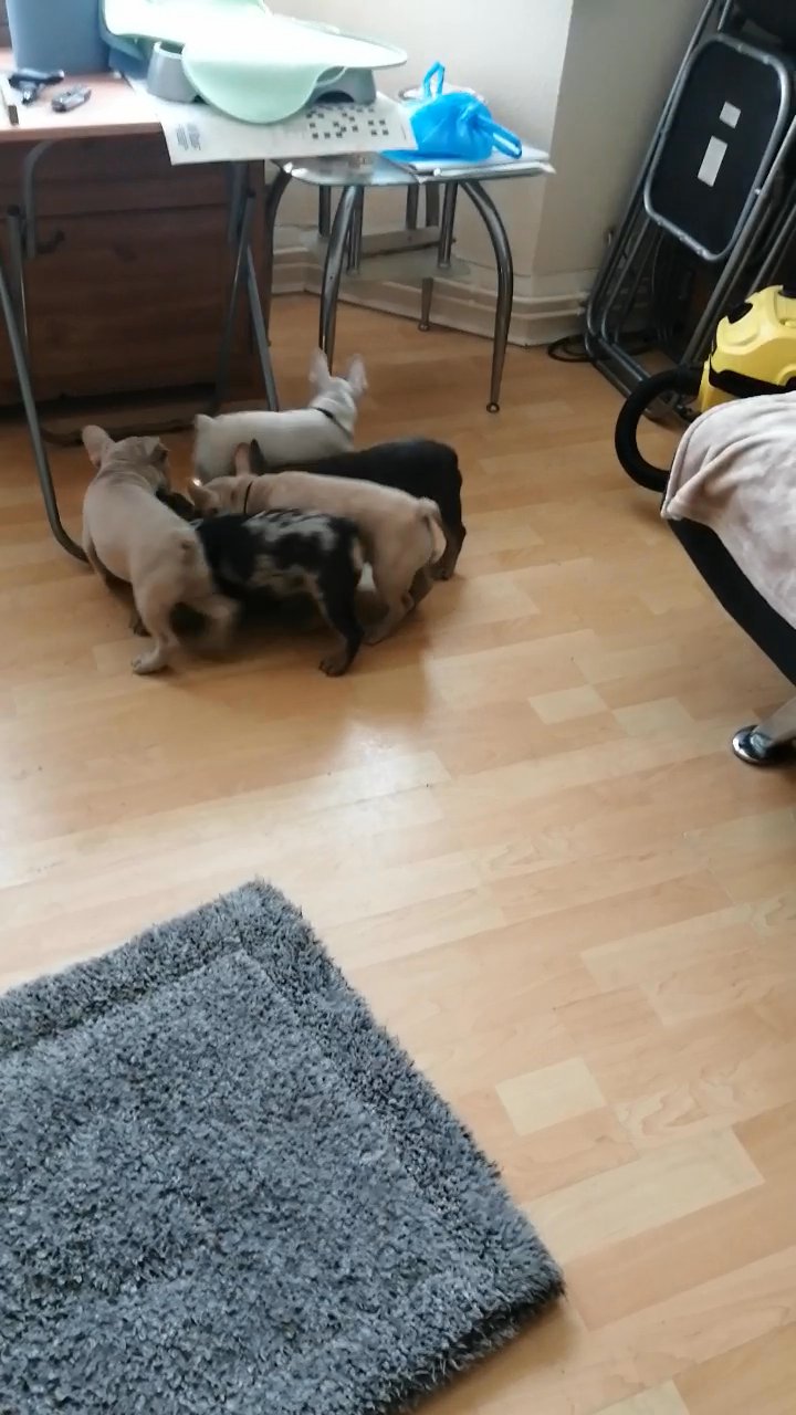 Gorgeous French bulldog puppies for sale, Bargain price!!! in London