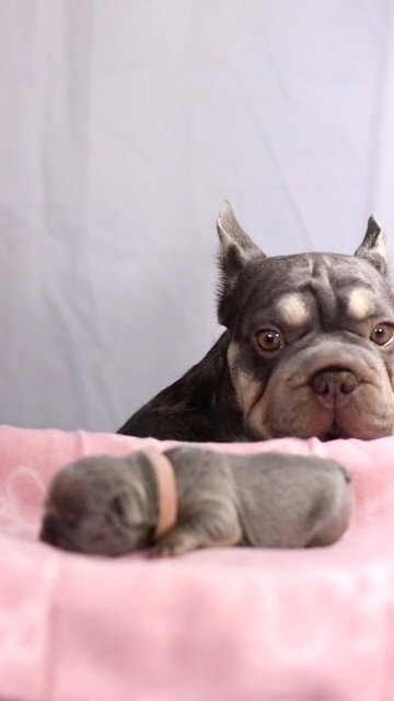 Micro frenchbull dog bigrope in Birmingham