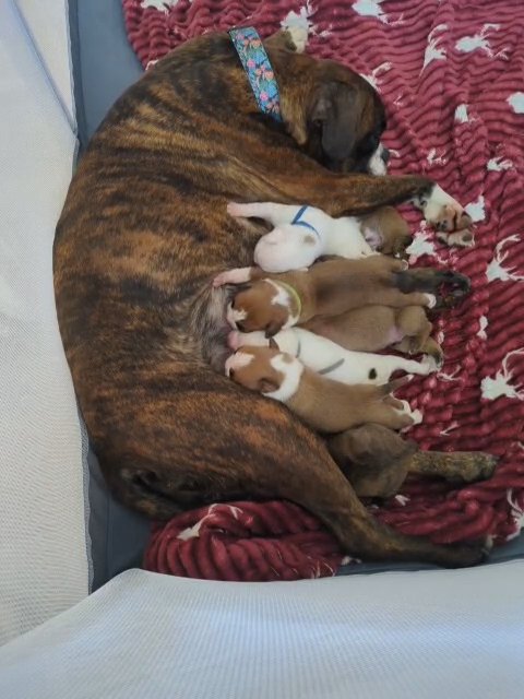 boxer pups in Dudley