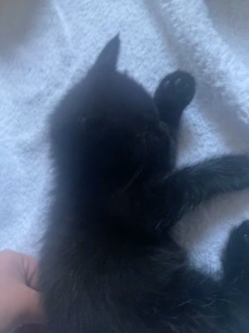 1 Month Old Kitten Female in London