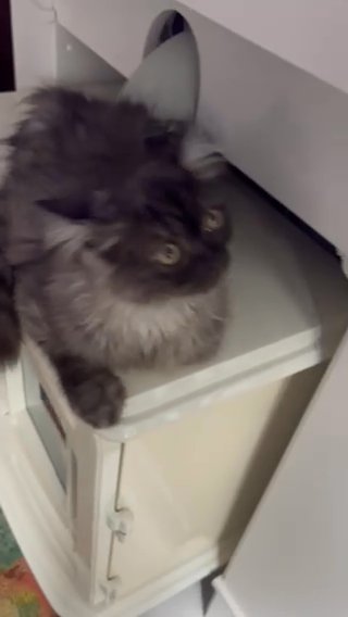 Rare Blue/Grey chinchilla Persian Kitten in Colchester