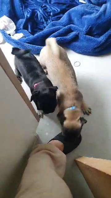pug puppy in Doncaster