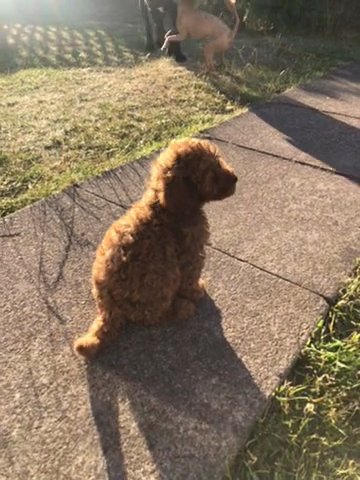 gorgeous F1b Cockapoo pups in Nuneaton & Bedworth