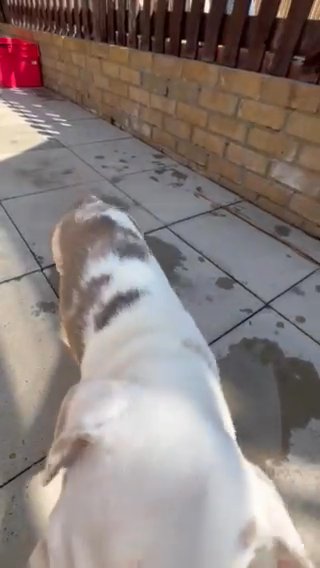 Koi Male Frenchie Must Go in Hastings