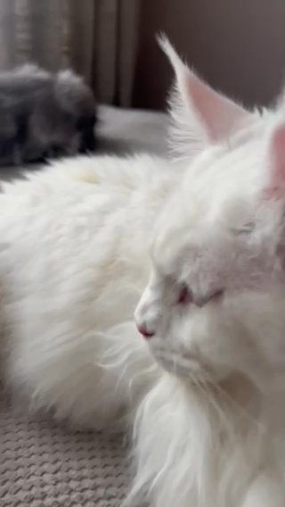 Stud Maine Coon in Calderdale
