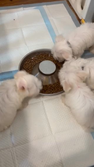 Tiny Maltichon Maltese/Bichon Hypoallergenic  Puppies in Southend-on-Sea