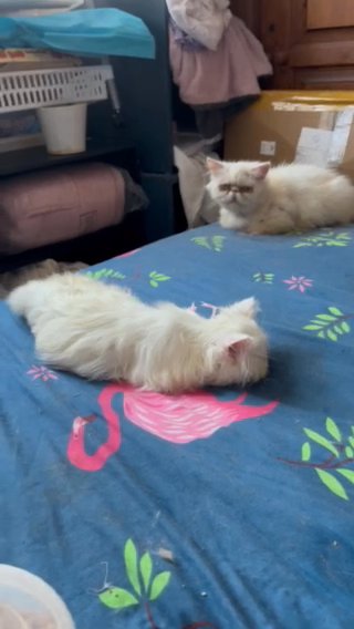 Pedigree Persian Kitten Ready Now in Colchester