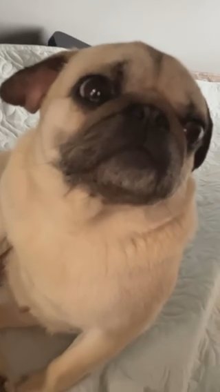 Pug For Sale in Leicester