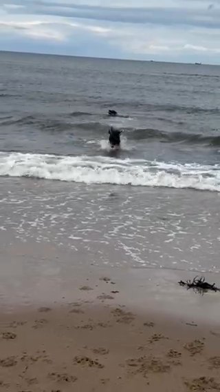 Belgian Malinois in Middlesbrough