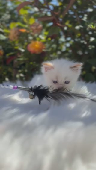*RARE*CHOCOLATE TORTIE BICOLOUR RAGDOLL ? GCCF ? SHOW CLASS GIRL in Lincoln