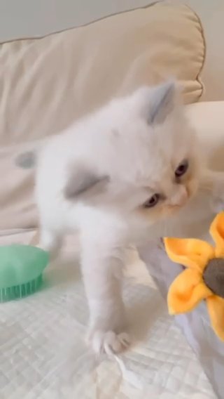 Asian Ragdoll Kitten in Hertfordshire