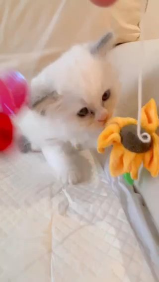 Asian Ragdoll kitten in Hertfordshire
