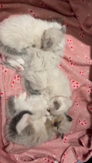 Asian Ragdoll Kitten in Hertfordshire
