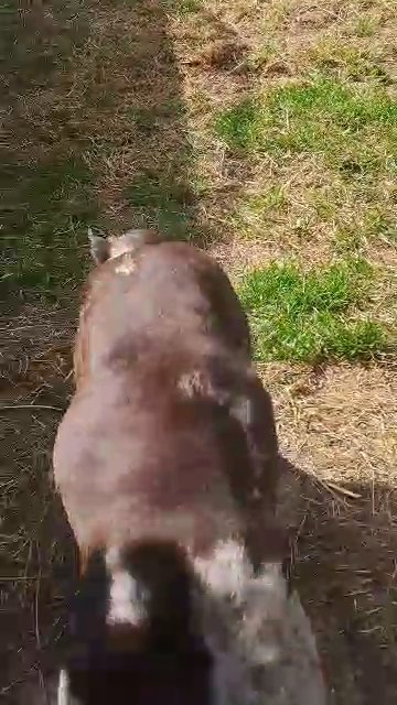 Exotic Female Bulldog for Sale in Birmingham