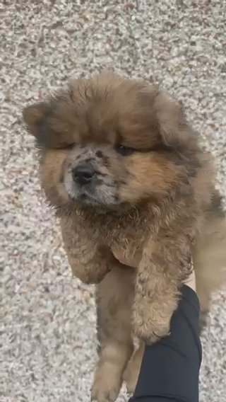 Fawn Merle Chow Chow in Edinburgh