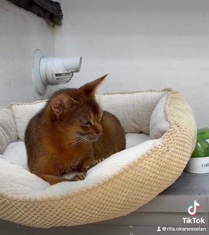 Abyssinian girl looking for new home in London
