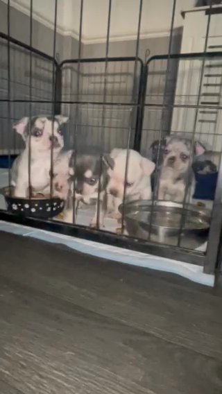 Reduced Frenchie X Chihuahuas in London