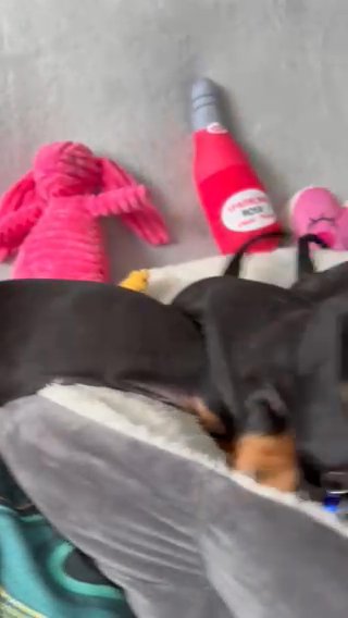 5 Kc Registred Cute Playful Dachshunds Available in Preston