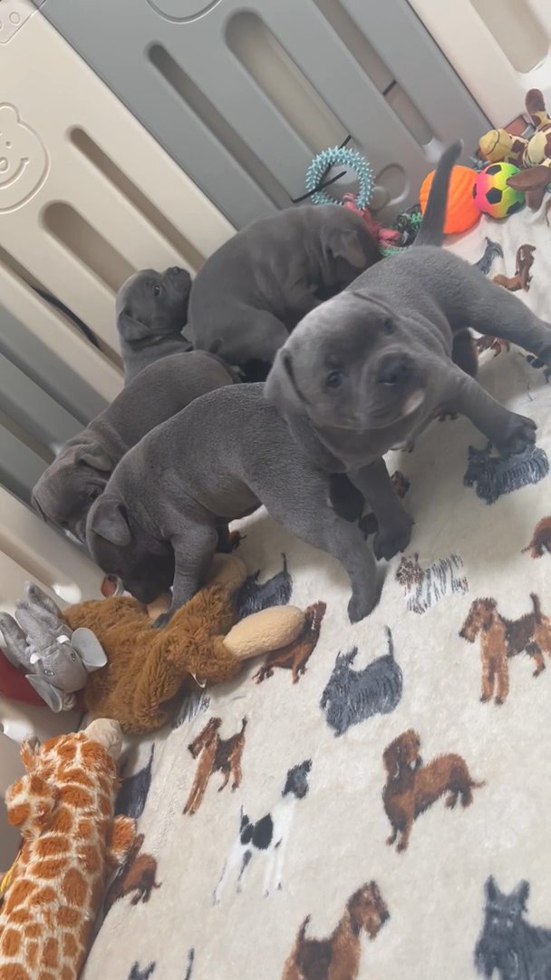 outstanding staffy pups in Wyre