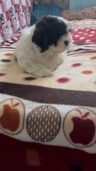 ? Adorable Male Bichon-Shih Tzu Mix Puppy? in London