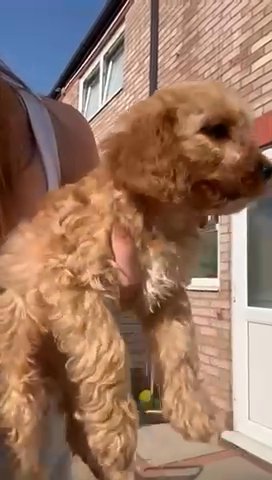 Georgeous Cockerpoo Puppies . READY NOW in Spelthorne