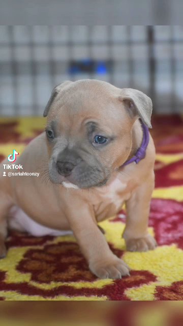 ABKC pocket puppies in Birmingham