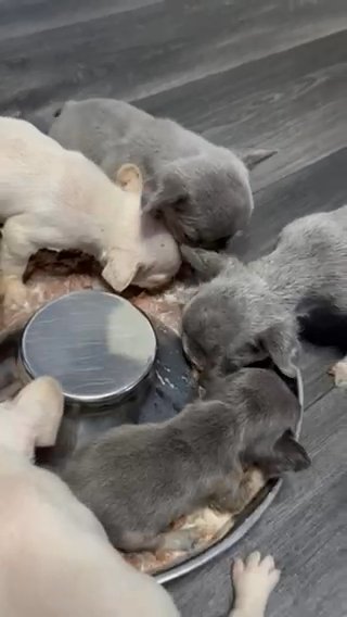KC HEALTH TESTED TINY FRENCH BULLDOG PUPPIES in North Tyneside