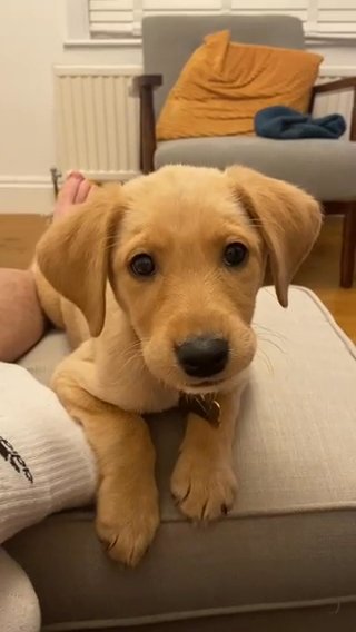 Calm And Loving Pet in London