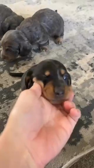 Stunning Miniature Dachshund Pups Colchester ? in Colchester