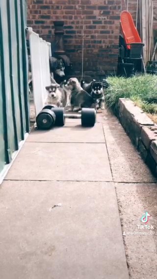 Alaskan Malamutes in Walsall