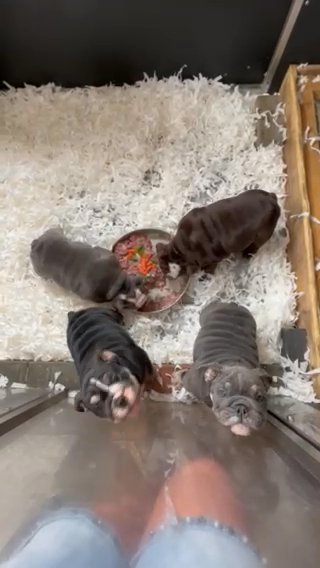 English Bulldog in Kettering