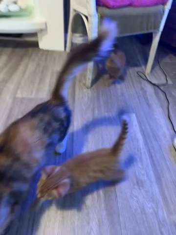 Mainecoon Cross kittens in Fenland