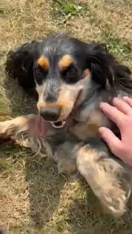 Show Cocker Spaniel in Bracknell Forest