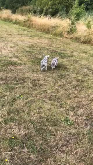FRENCH BULLDOGS KC REG READY FOR FOREVER HOMES in Northampton