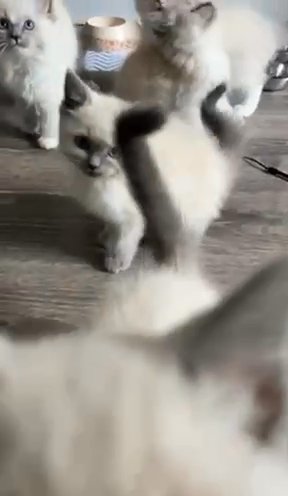 Pure Breed blue Eyed Ragdoll male kitten. AVAILABLE.  reduced Price in Birmingham