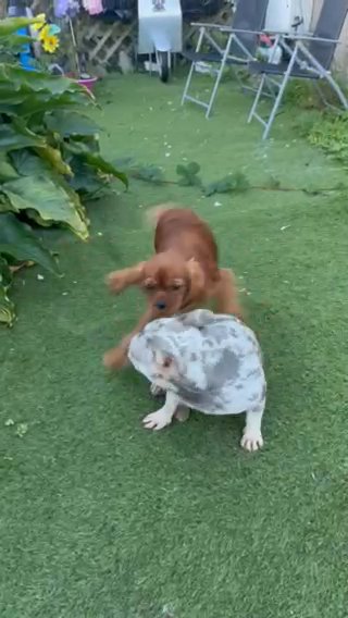 French Bulldog Merle Girl in Swansea