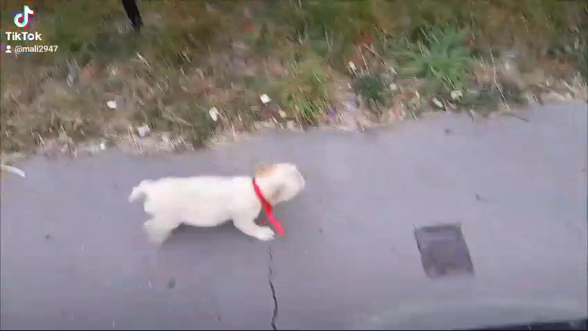 fluffy frenchies 4 all in London