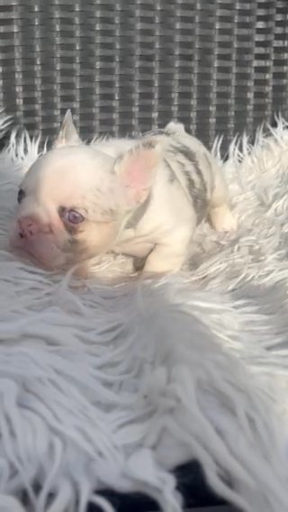 Lilac Husky Koi Carrying Fluffy Girl in Leicester