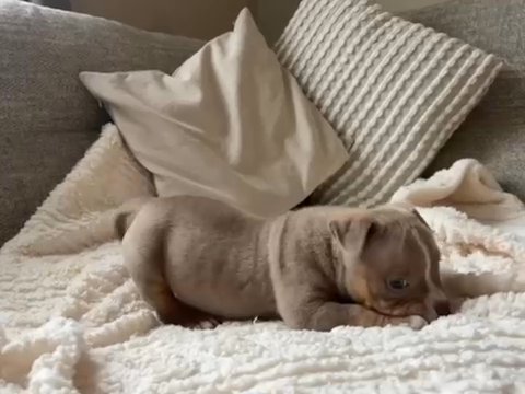 Lovely Lilac Tri Pocket Female Puppy Ready To Go? in Rhondda Cynon Taf