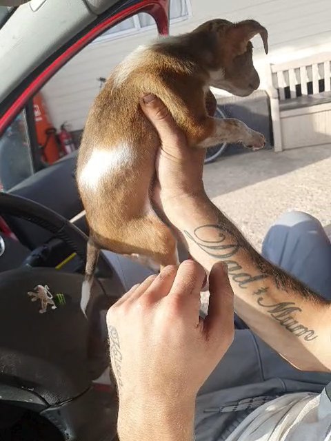 Jackrussle in London