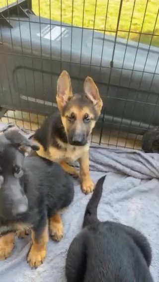 German Shepard Puppies in London