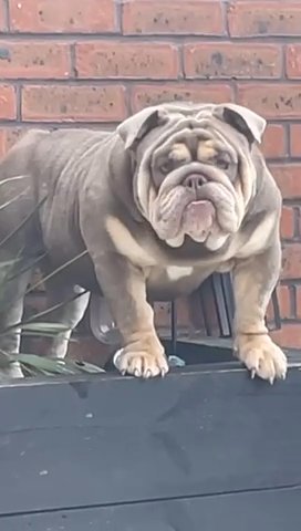 English Bulldog Stud in Rugby