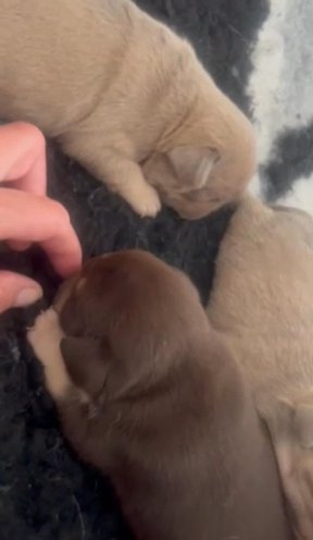 Last 2 Beautiful Rare Coloured Kc Reg Pug Puppies in Blaenau Gwent