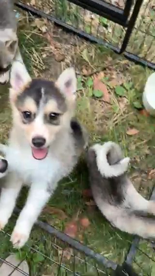 Pomsky Puppies in London