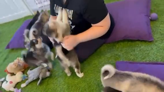 3 Pomsky Left in London